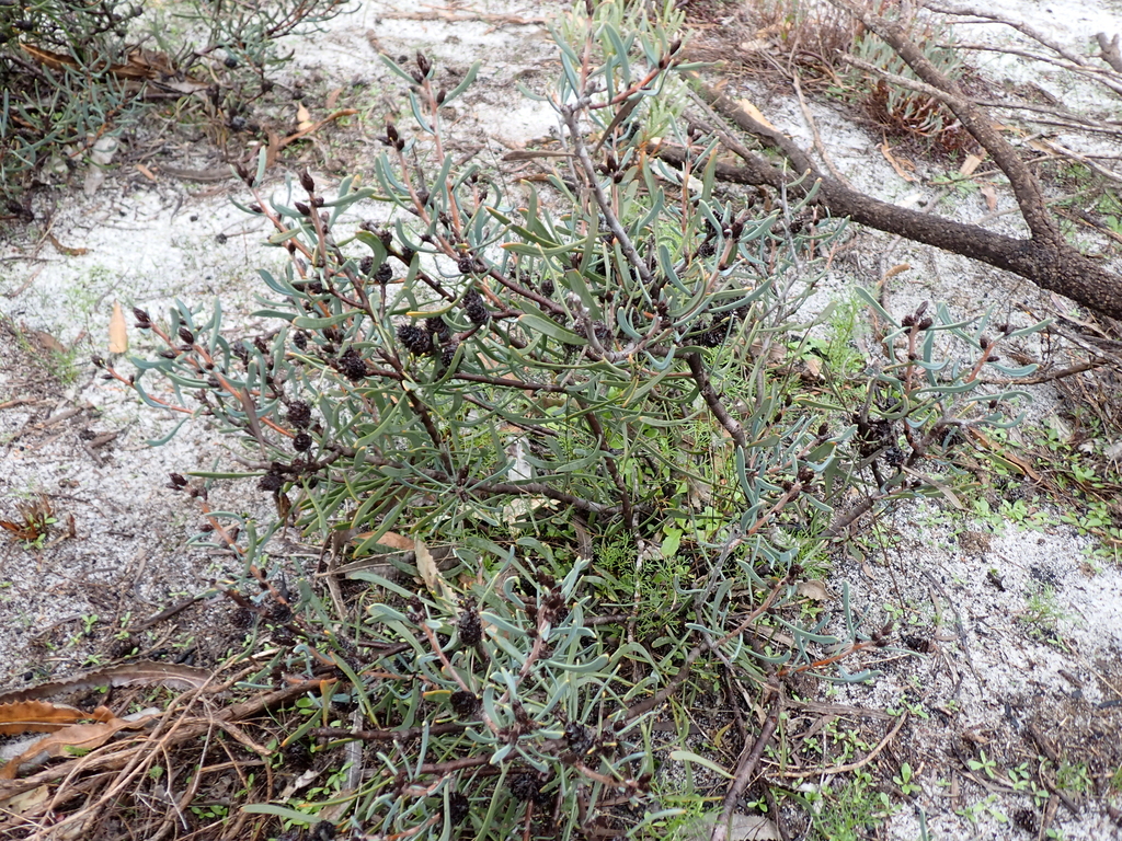 Petrophile linearis; photograph (c) Em Lamond, some rights reserved (CC BY)