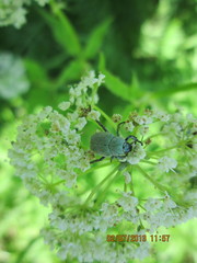 Hoplia parvula