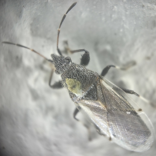 Cotton Seed Bug