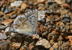Polyommatus corydonius