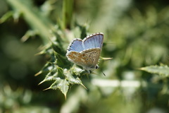 Polyommatus corydonius