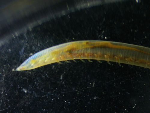 Armandia observed 2026-07-03