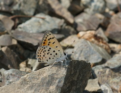 Lycaena ochimus