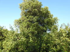 Cupaniopsis parvifolia