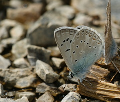 Polyommatus aedon