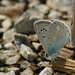 Aedon Blue - Photo (c) Chris van Swaay, some rights reserved (CC BY-NC), uploaded by Chris van Swaay