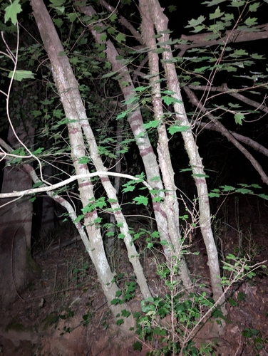 Acer leucoderme