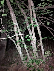 Acer leucoderme, photograph (c) Leila Dasher, some rights reserved (CC BY)