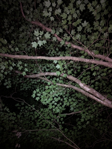 Acer leucoderme, photograph 2