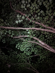 Acer leucoderme, photograph (c) Leila Dasher, some rights reserved (CC BY)