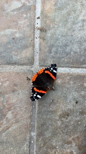 Red Admiral