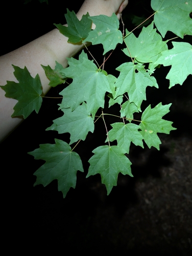 Acer leucoderme, photograph 3