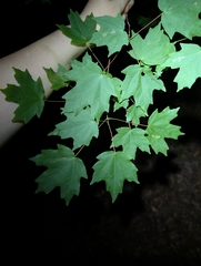 Acer leucoderme, photograph (c) Leila Dasher, some rights reserved (CC BY)
