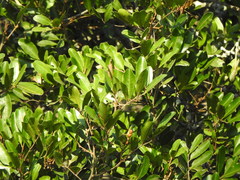 Cupaniopsis parvifolia