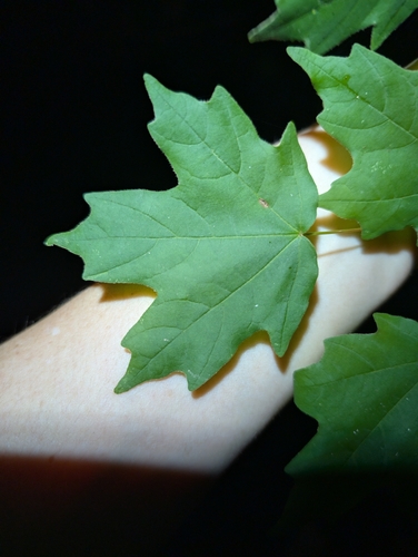Acer leucoderme, photograph 4