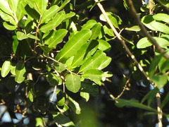 Cupaniopsis parvifolia