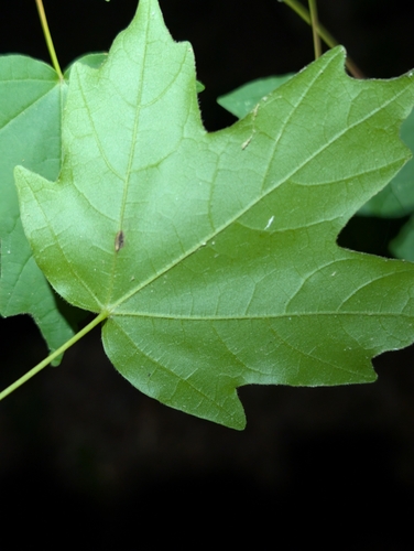 Acer leucoderme, photograph 5
