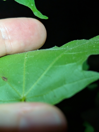 Acer leucoderme, photograph 6