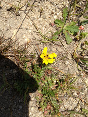 Potentilla hickmanii