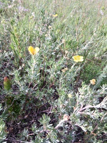 Dasiphora parvifolia