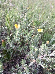 Dasiphora parvifolia
