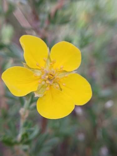 Dasiphora parvifolia, photograph 2