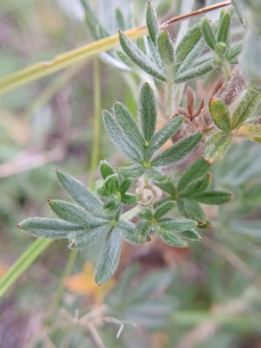 Dasiphora parvifolia, photograph 3