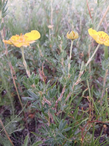 Dasiphora parvifolia, photograph 4
