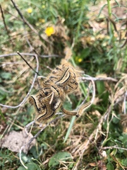 Thaumetopoea pityocampa