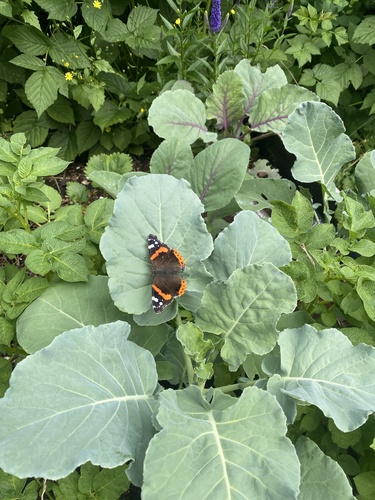 Red Admiral