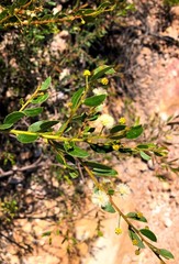 Acacia hispidula