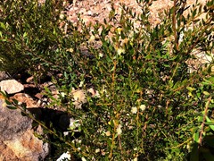 Acacia hispidula