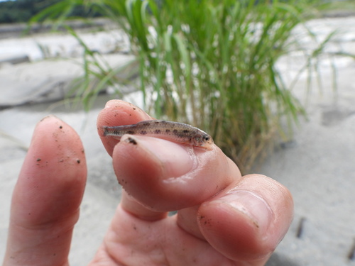 Chen's gudgeon (Gobiobotia cheni) — Cyprinidae — 4