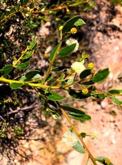 Acacia hispidula