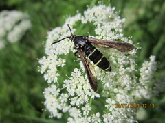 Paranthrene tabaniformis