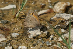 Hyponephele lupinus