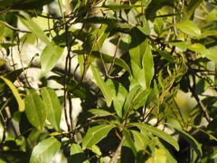 Elaeocarpus obovatus