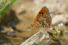 Melitaea interrupta