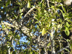 Elaeocarpus obovatus