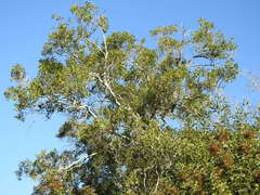 Elaeocarpus obovatus