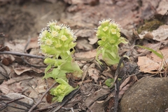Petasites albus, photograph author not stated, no rights reserved