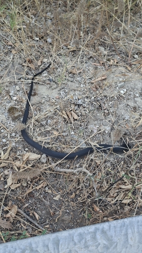 Green Whip Snake