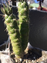 Austrocylindropuntia shaferi