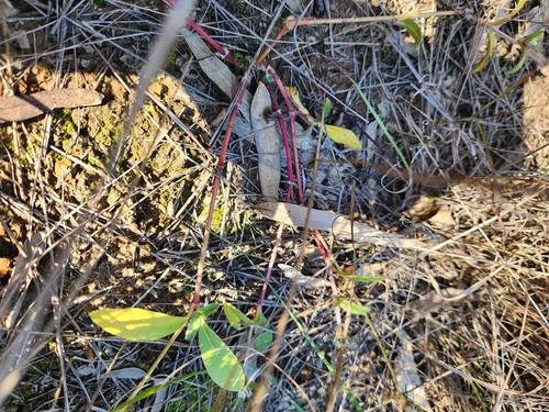 prostrate globe-amaranth