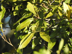 Elaeocarpus obovatus