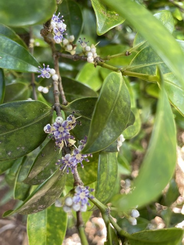 Memecylon lanceolatum observed 2026-07-04