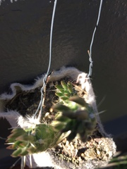 Austrocylindropuntia shaferi