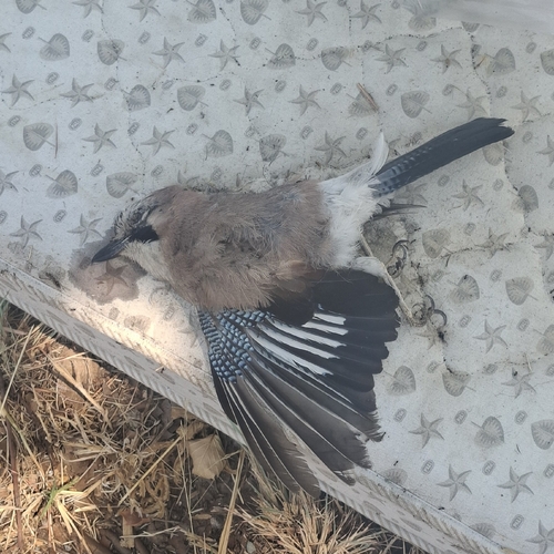 Eurasian Jay