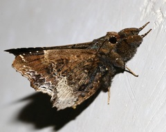 Lacera procellosa