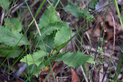 Lomatia ilicifolia, photograph 4